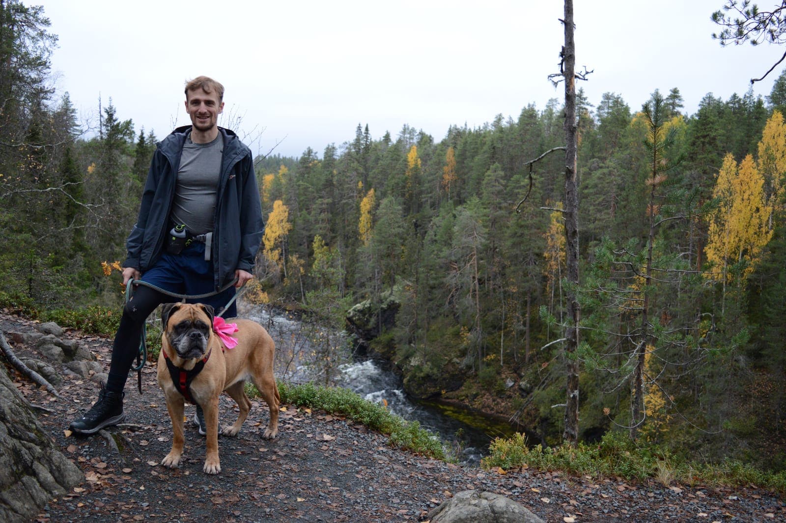Curtis walking Moira the Bullmastiff on a forest trail in Finland